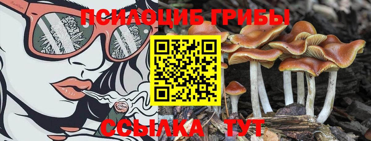 Мытищи  Псилоцибиновые грибы прущие грибы  Вход с VPN  Галлюциногенные грибы GOLDEN TEACHER 